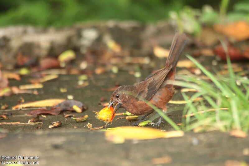 Silver-beaked Tanager female adult