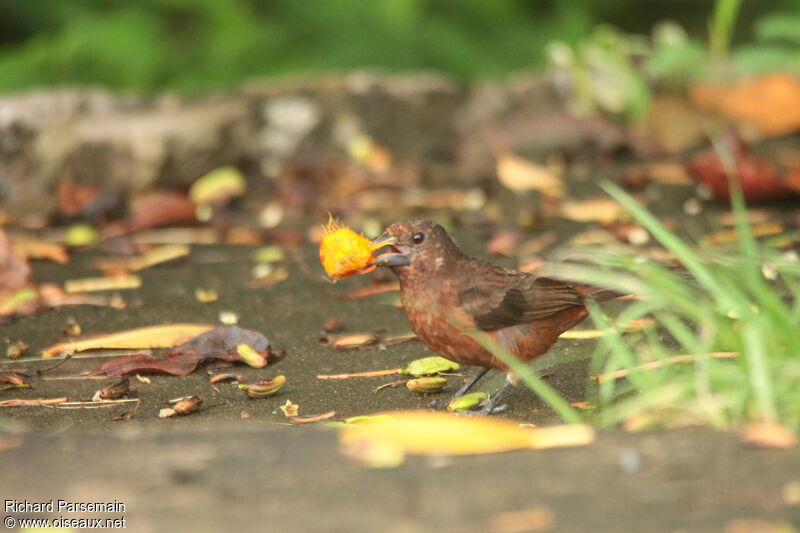 Silver-beaked Tanager female adult