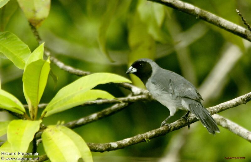 Black-faced Tanageradult