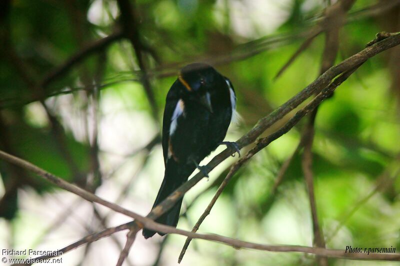 Fulvous-crested Tanager male adult