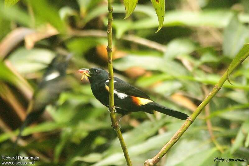 Fulvous-crested Tanager male adult, feeding habits