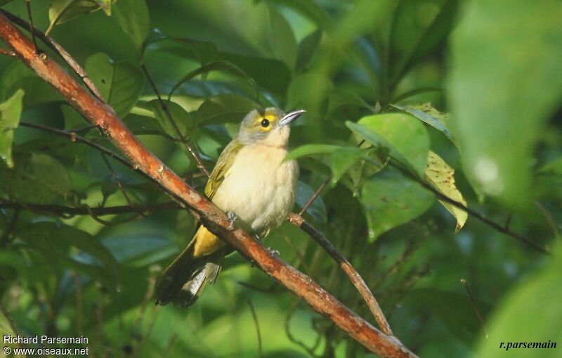 Fulvous-crested Tanager female adult