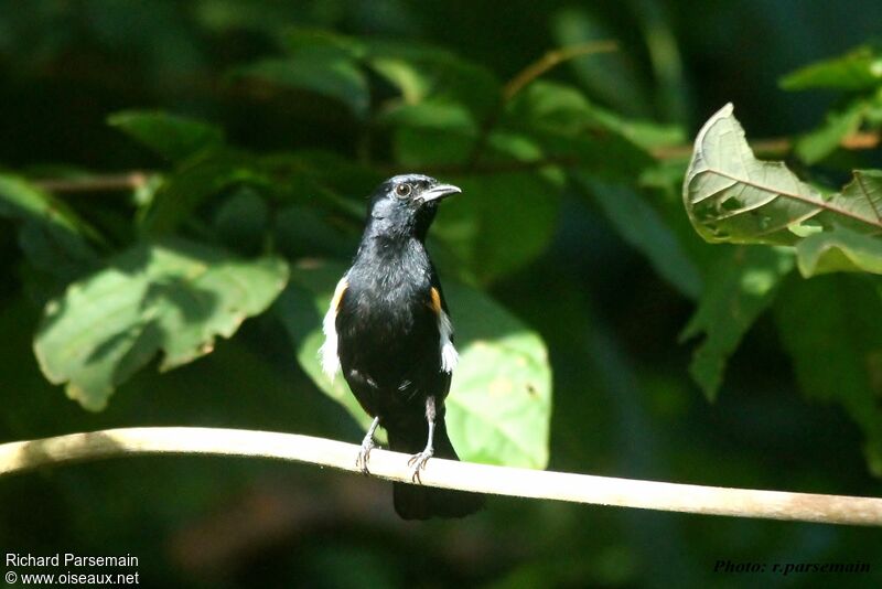 Fulvous-crested Tanager male adult