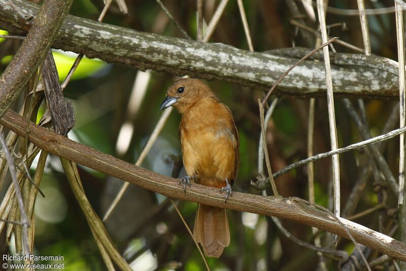 White-lined Tanager female adult