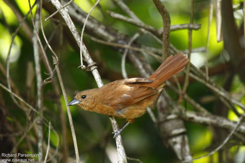 White-lined Tanager female adult, identification