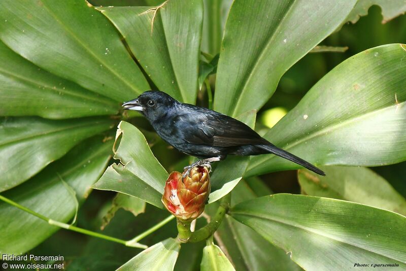 White-lined Tanager male adult