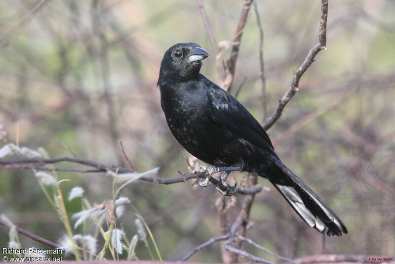 White-lined Tanageradult