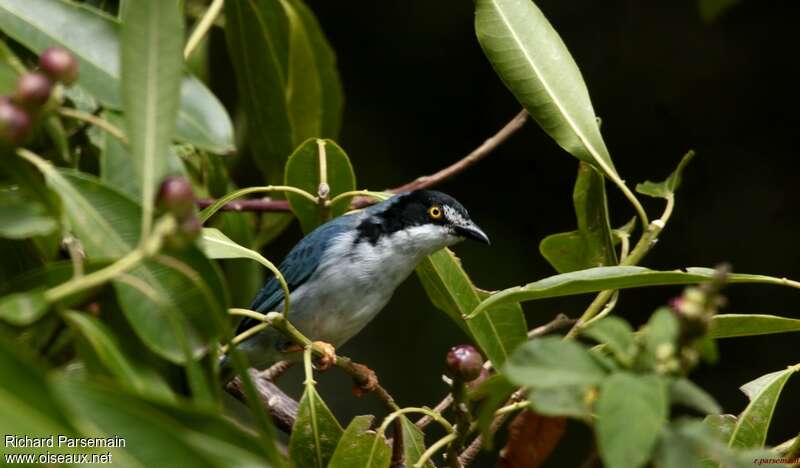 Hooded Tanager male adult