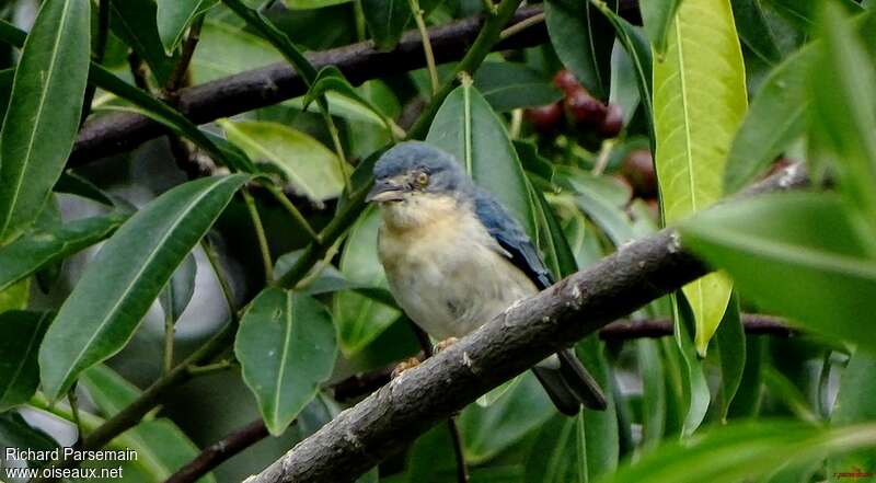 Hooded Tanager female adult