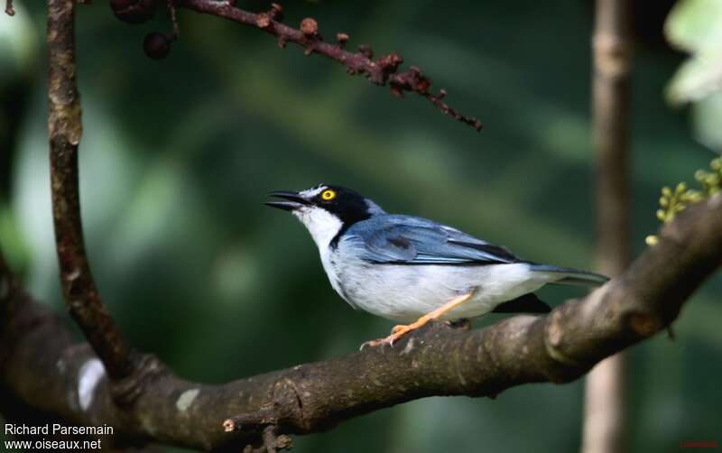 Hooded Tanager male adult, identification