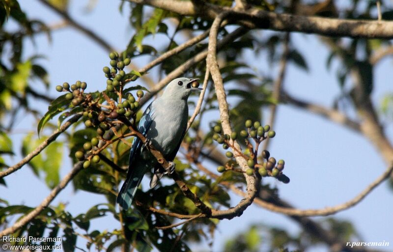 Blue-grey Tanageradult