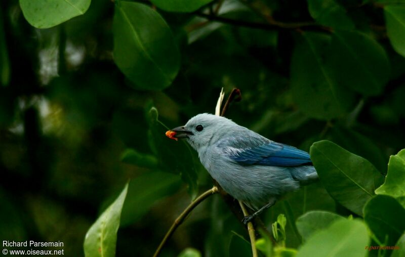 Blue-grey Tanageradult