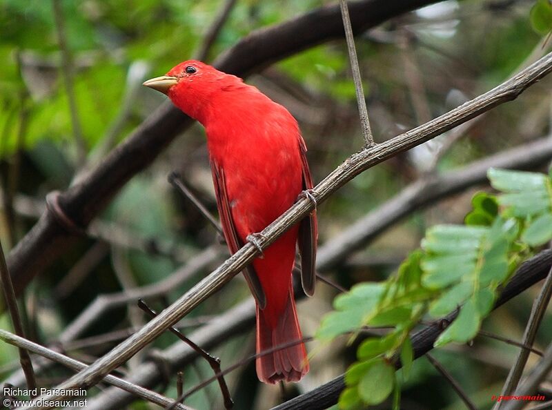 Summer Tanager male adult