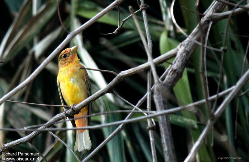 Tangara vermillonimmature