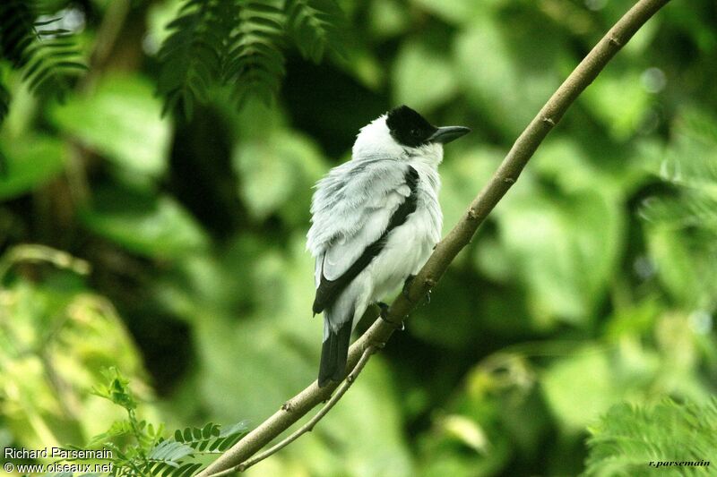 Black-crowned Tityra male adult