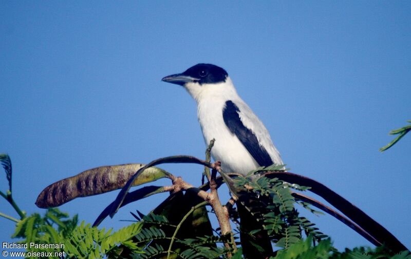 Black-crowned Tityra male adult