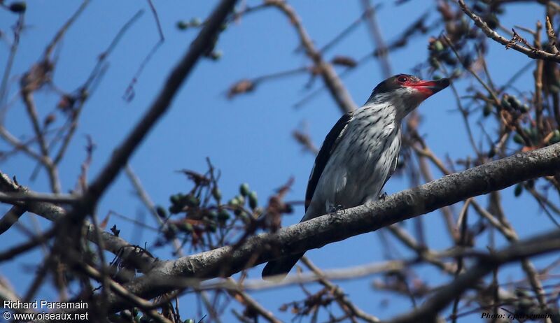 Black-tailed Tityraadult