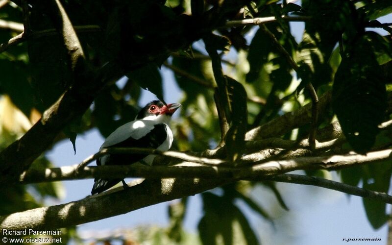 Black-tailed Tityra male adult