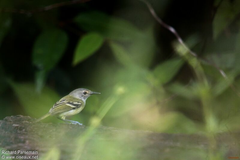 Smoky-fronted Tody-Flycatcheradult