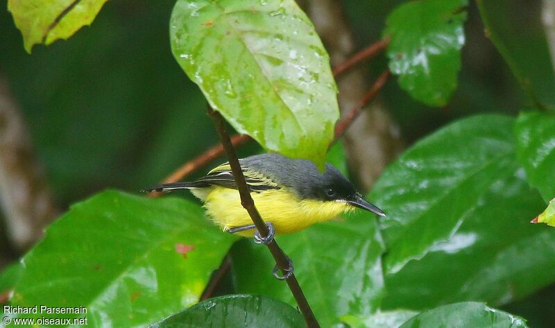 Common Tody-Flycatcheradult