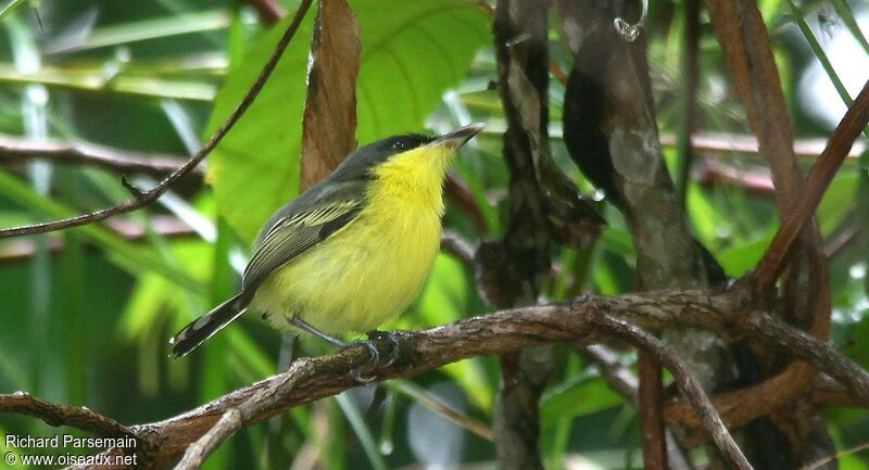 Common Tody-Flycatcheradult