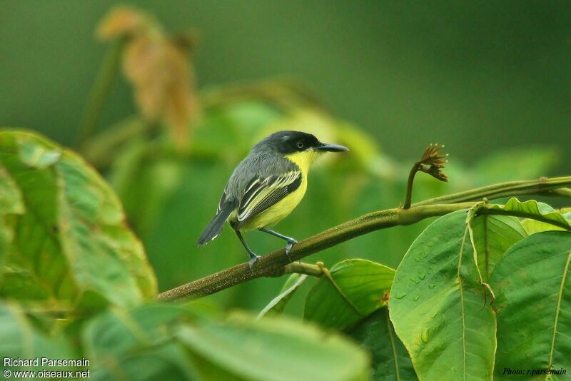 Common Tody-Flycatcheradult