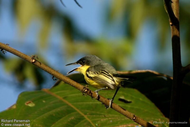 Common Tody-Flycatcheradult