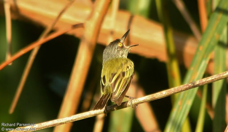 Spotted Tody-Flycatcheradult