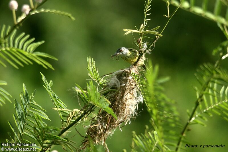 Spotted Tody-Flycatcher female adult