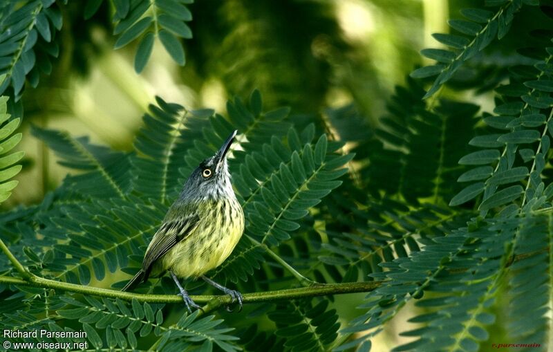 Spotted Tody-Flycatcheradult