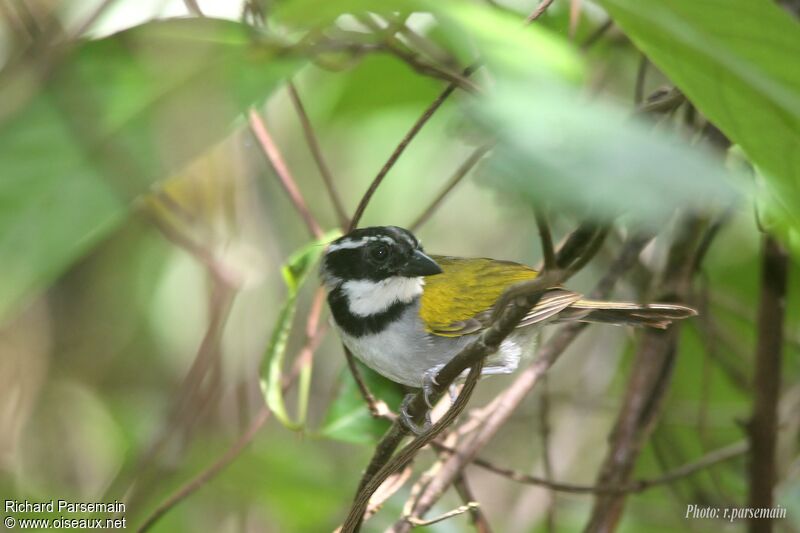 Pectoral Sparrowadult