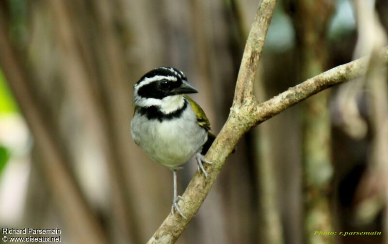 Pectoral Sparrowadult