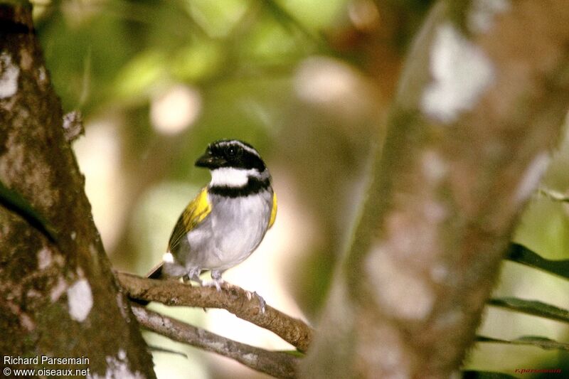 Pectoral Sparrowadult