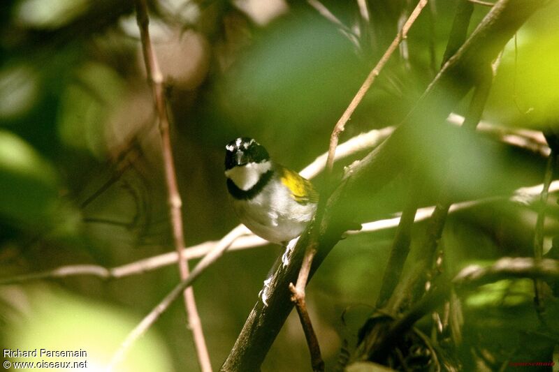 Pectoral Sparrowadult