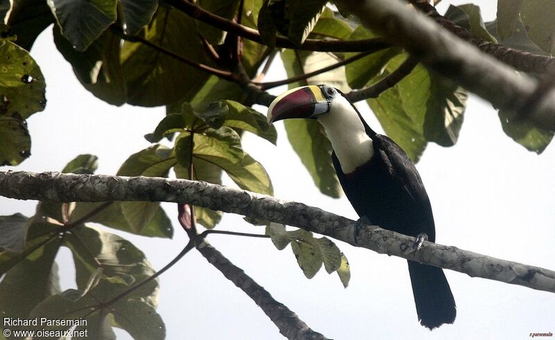 White-throated Toucan