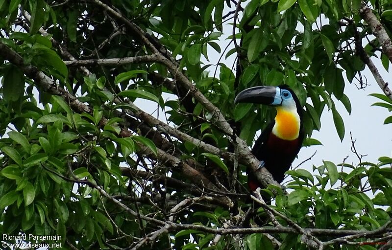 Toucan vitellinadulte