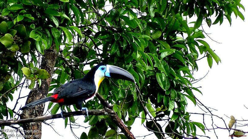 Channel-billed Toucanadult