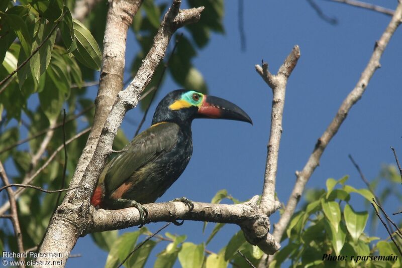 Guianan Toucanetadult