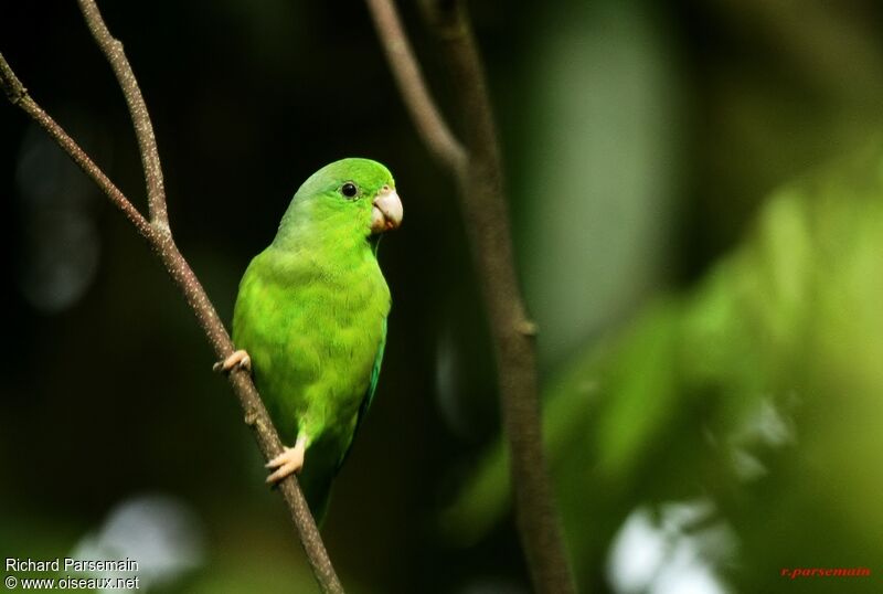 Green-rumped Parrotletadult