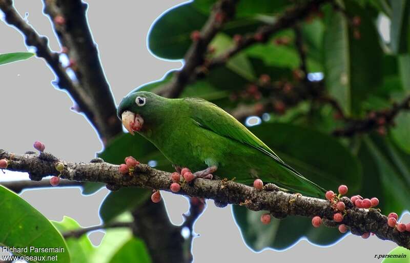 Golden-winged Parakeetadult, walking, feeding habits, eats