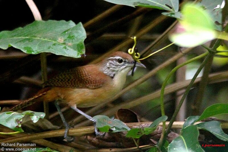 Buff-breasted Wrenadult