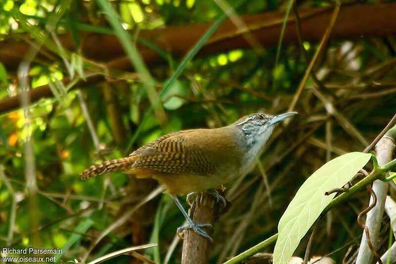 Buff-breasted Wrenadult, identification