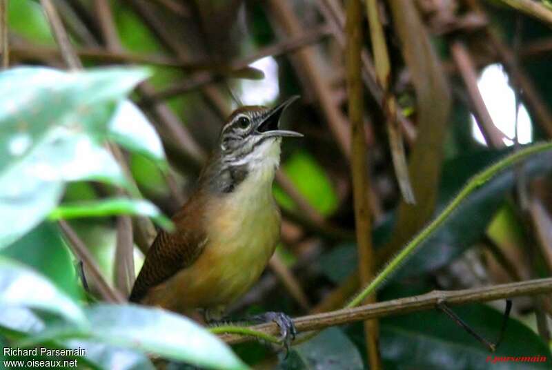 Buff-breasted Wrenadult, song