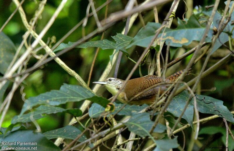 Buff-breasted Wrenadult, Flight, eats