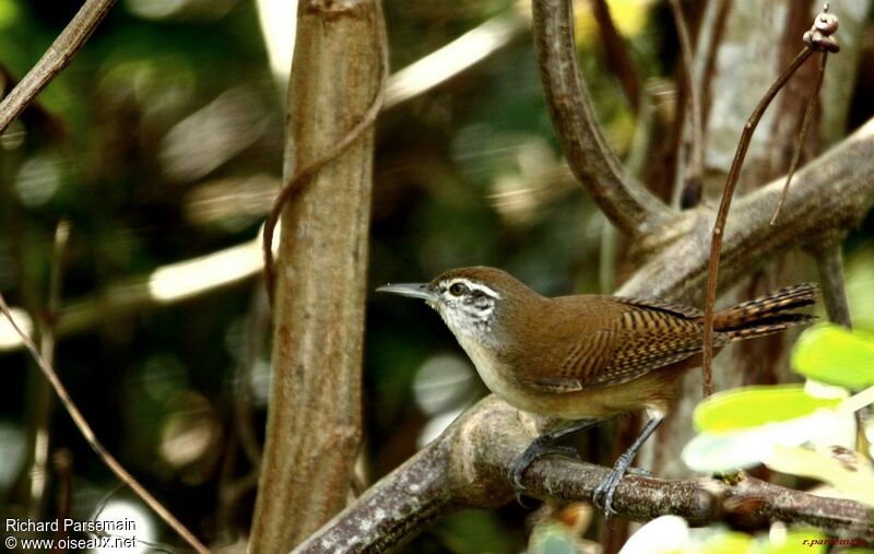 Buff-breasted Wrenadult