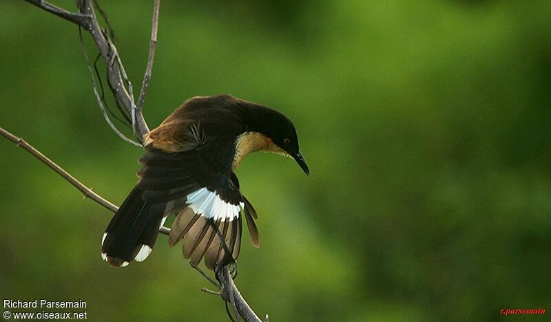 Black-capped Donacobiusadult