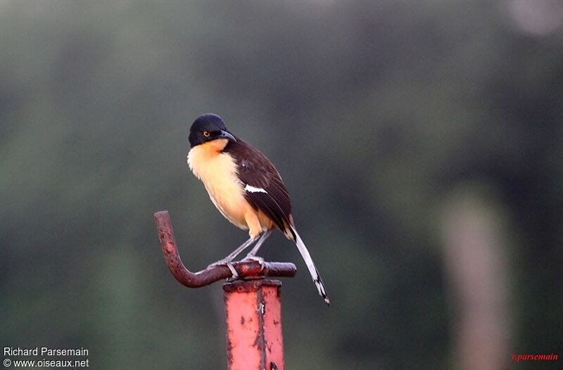 Black-capped Donacobiusadult