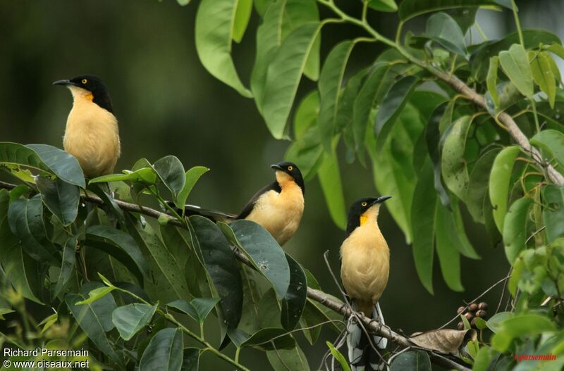 Black-capped Donacobiusadult