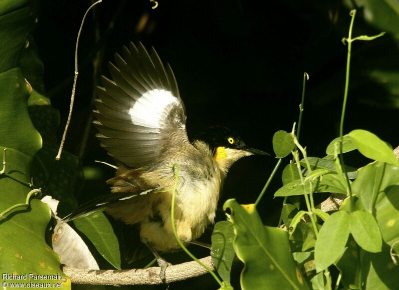 Black-capped Donacobiusadult