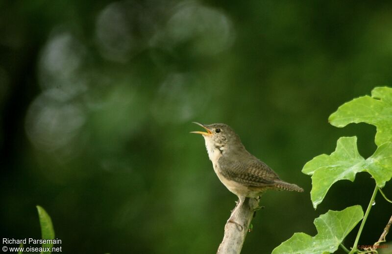 Southern House Wrenadult